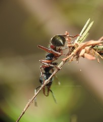 Myrmecia chrysogaster