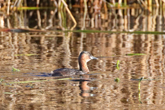 Tachybaptus ruficollis