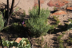 Pelargonium laevigatum oxyphyllum