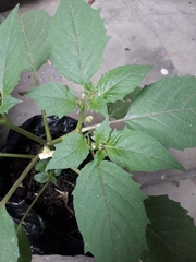 Physalis angulata