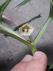 Physalis angulata