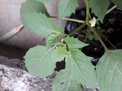 Physalis angulata