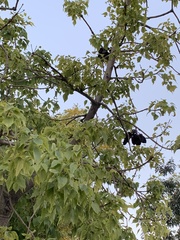 Brachychiton populneus