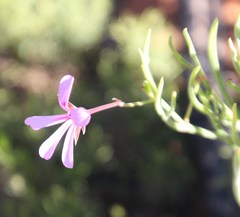 Pelargonium laevigatum oxyphyllum