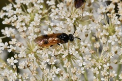 Arge melanochra