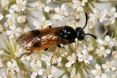 Arge melanochra