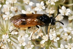 Arge melanochra