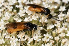 Arge melanochra