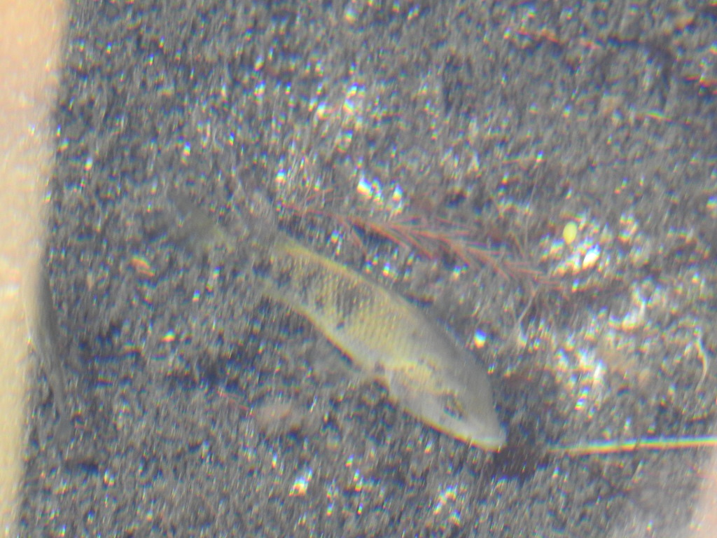Herichthys labridens