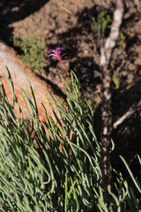 Pelargonium laevigatum oxyphyllum