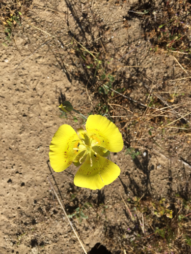 iNaturalist observation photo of Yellow Mariposa Lily