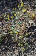 Melilotus neapolitanus
