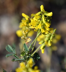 Melilotus neapolitanus
