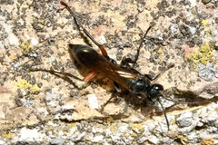 Chalybion femoratum