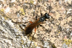 Chalybion femoratum