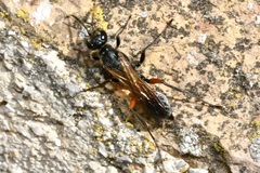 Chalybion femoratum