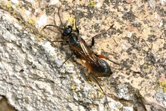 Chalybion femoratum