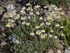 Anthemis sterilis