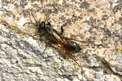 Chalybion femoratum