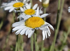 Anthemis sterilis