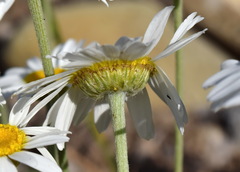 Anthemis sterilis