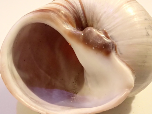 Lewis's Moon Snail