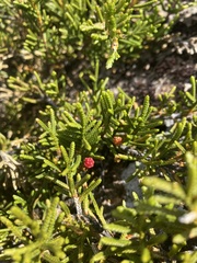 Microcachrys tetragona