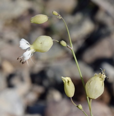 Silene crispata