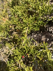 Microcachrys tetragona