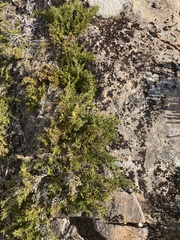 Microcachrys tetragona