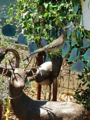 Geococcyx californianus