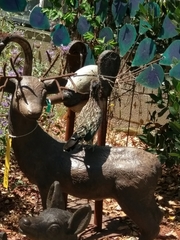 Geococcyx californianus