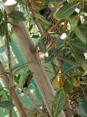 Geococcyx californianus