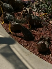 Geococcyx californianus