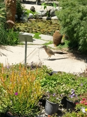 Geococcyx californianus