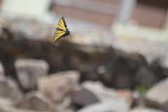 Papilio multicaudata