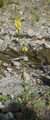 Verbascum spectabile
