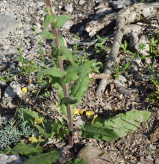 Verbascum spectabile