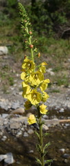 Verbascum spectabile