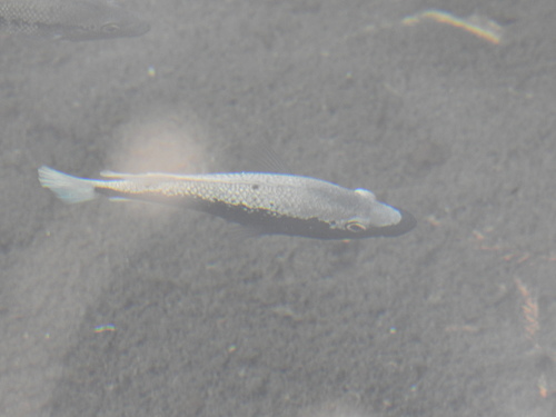 Herichthys bartoni
