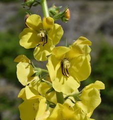 Verbascum spectabile