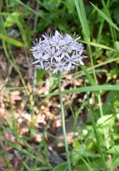 Allium decipiens quercetorum