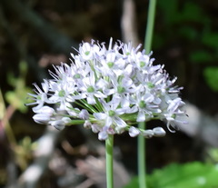 Allium decipiens quercetorum