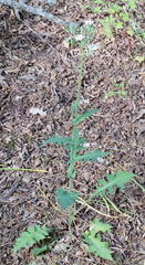 Lactuca hispida