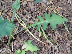 Lactuca hispida