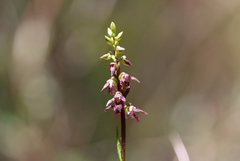 Genoplesium morrisii