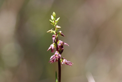 Genoplesium morrisii