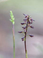 Genoplesium morrisii