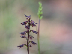 Genoplesium morrisii