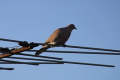 Streptopelia decaocto